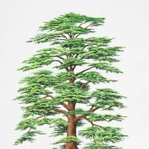 Cedrus libani, Cedar of Lebanon tree