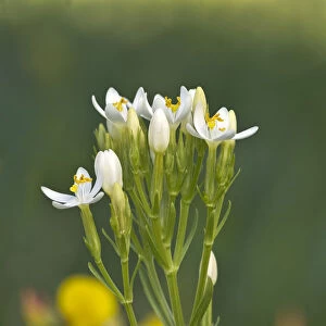 Centaury -Centaurium erythraea-, white flowers, Burgenland, Austria