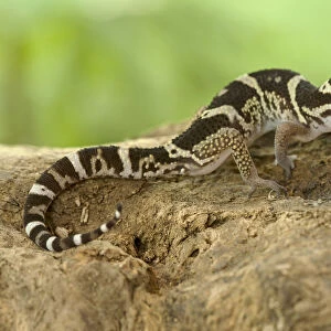 Lizards Collection: Central American Banded Gecko
