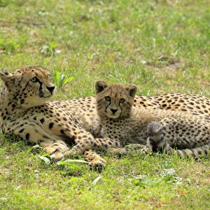 Cheetah -Acinonyx jubatus-, mother with cub, native to Africa, social behavior, captive, Nuremberg, Middle Franconia, Bavaria, Germany