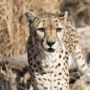Cheetah -Acinonyx jubatus-, Namibia
