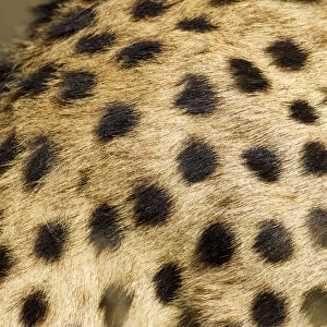 Cheetah Fur, Ndutu Plains, Tanzania