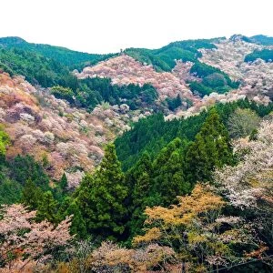 Cherry Blossom in Yoshinoyama