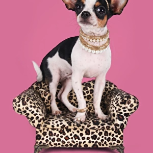 Chihuahua Princess Dog