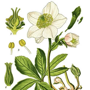 Botanical Illustrations Collection: Medicinal and Herbal Plant Illustrations