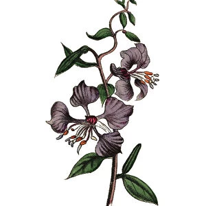 Clarkia and Pinkfaries Plants, Victorian Botanical Illustration