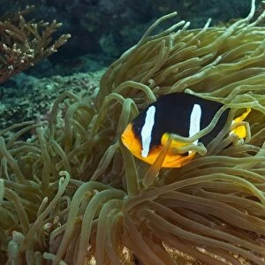 Clarks Anemonefish or Yellowtail Clownfish -Amphiprion clarkii-, near Fahal, Oman