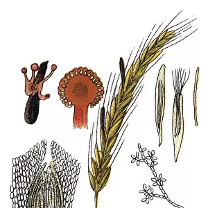 Claviceps purpurea is an ergot fungus that grows on the ears of rye and related cereal