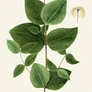 Clematis plant illustration 1843