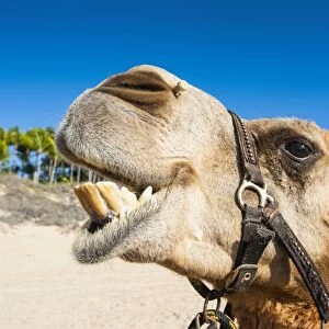 Close up of a camel prepared for tourists on Cable Beach, Broome, Western Australia