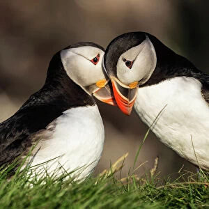 Close up of puffins courting in grassy