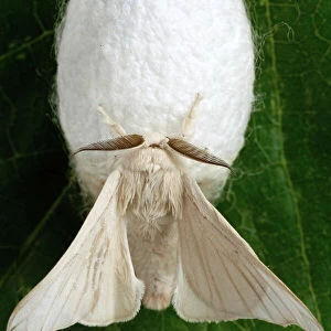 Close up of silk moth
