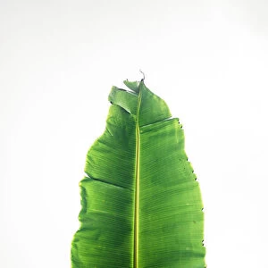 Close-up of Banana leaf