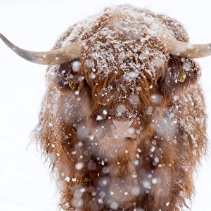 Close-Up Of Highland Cattle with snow