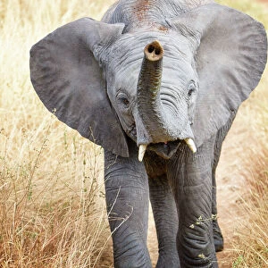 Close up of Young African Elephant with Trunk up in Tarangire National Park, Tanzania