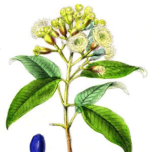 Clove spice engraving 1855