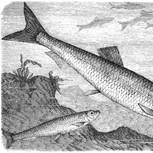 Clupea sprattus and Atlantic herring