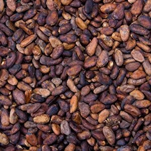 Cocoa beans, La Maison du Cacao, Pointe-Noire, west coast of Basse-Terre, Guadeloupe, French Antilles, Lesser Antilles, Caribbean