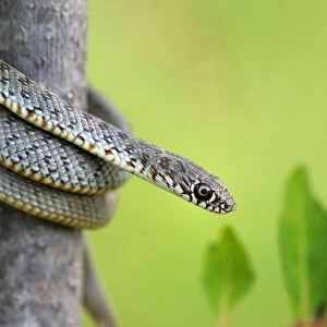 Coiled Juvenile Caspian Whip Snake (Dolichophis caspius)