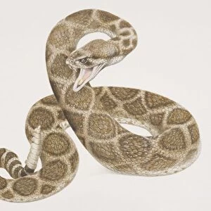 Coiling patterned Rattlesnake (crotalus sp. ) poised to attack with open mouth