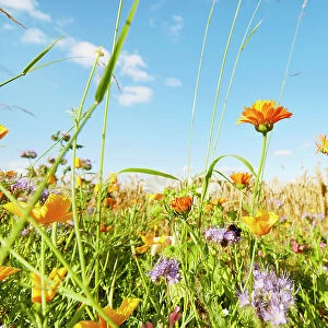 Colorful flowers at the edge of a field against sky in summer, rural scene
