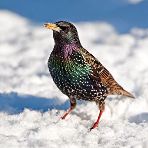 Colourful starling in the snow