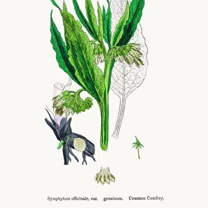 Botanical Illustrations Collection: English Botany, or Coloured figures of British Plants