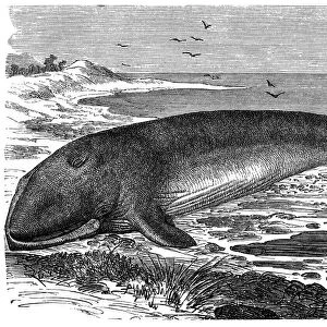 Common Fin-whale (Physalus antiquorum)