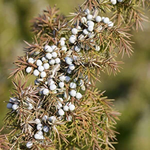 Common Juniper -Juniperus communis-, Emsland, Lower Saxony, Germany