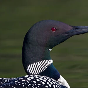 Common loon close-up