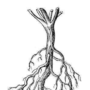 Common Mallow (Malva sylvestris) root