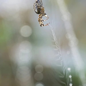 Common orb-web spider -Araneus sp. - on its web, Konstanz, Baden-Wuerttemberg, Germany, Europe