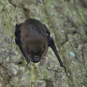 Common Pipistrelle -Pipistrellus pipistrellus-, hanging on a tree trunk, woods near Geesthacht, Schleswig-Holstein, Germany, Europe