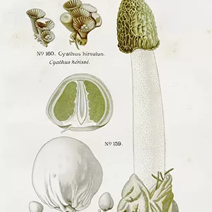 Common stinkhorn mushroom 1891