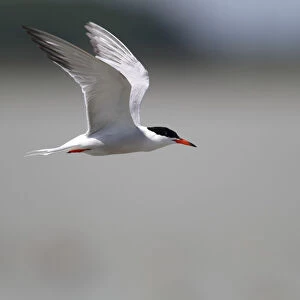 Common Tern -Sterna hirundo- in flight, Apetlon, Lake Neusiedl, Burgenland, Austria, Europe