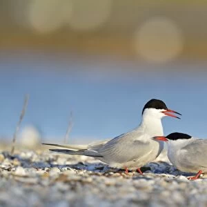 Common Terns -Sterna hirundo-, displaying, in preparation for mating, Ouedeschild, Texel, Texel, West Frisian Islands, province of North Holland, The Netherlands
