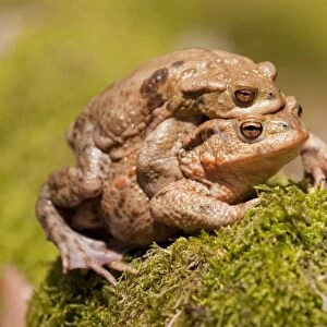 Common Toads -Bufo bufo-, mating, male clasping a female, amplexus, Thuringia, Germany