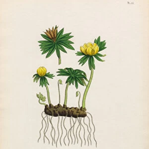 Common Winter Aconite, Eranthus hyemalis, Victorian Botanical Illustration, 1863