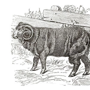 Copper engraving, Merino sheep