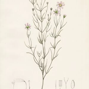 Coreopsis rose botanical engraving 1843