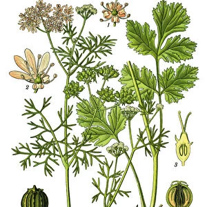 Coriander, cilantro, Chinese parsley