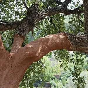 Cork oak -Quercus suber-, Algarve, Portugal