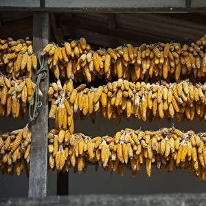 Corn cobs hung up to dry in a village of the Chinese minority on the border with Myanmar, Ban Rak Thai or Mae Aw, Northern Thailand, Thailand, Asia