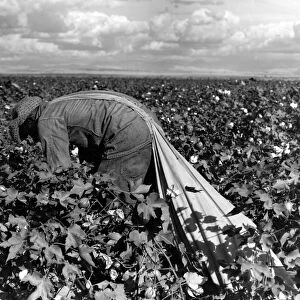 Cotton Picking