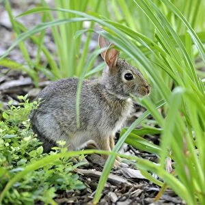 Cottontail rabbit (Sylvilagus), leveret, hiding among tufts of grass, Chicago, Illinois, United States of America, USA
