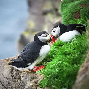 Auks Jigsaw Puzzle Collection: Atlantic Puffin