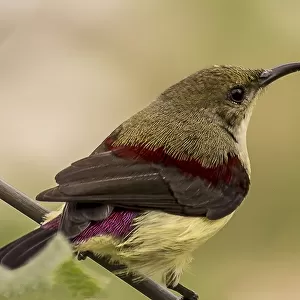 Crimson Backed Sunbird or Small Sunbird