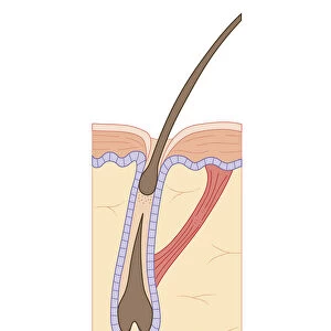 Cross section biomedical illustration of hair follicle during growth phase