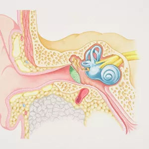 Cross-section diagram of the human ear