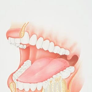 Cross-section diagram of human mouth and jaw